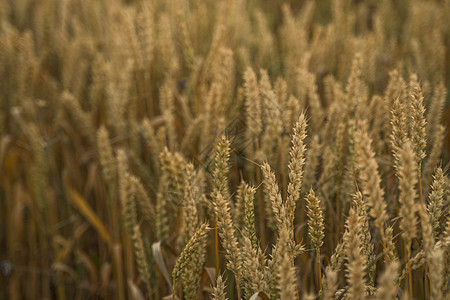 麦田 麦田里金黄的麦穗 草甸麦田成熟耳朵的背景 丰收 天然产物的农业小麦稻草食物生长天空收获农田农村金子场景图片