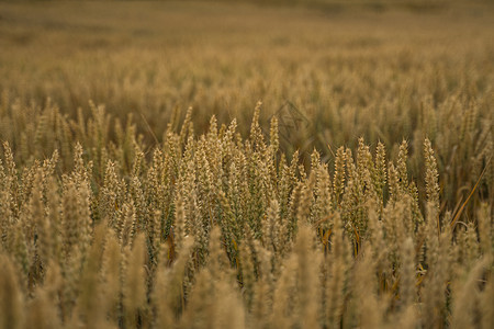 麦田 麦田里金黄的麦穗 草甸麦田成熟耳朵的背景 丰收 天然产物的农业种子天空收成太阳植物日落玉米农田场地生长图片