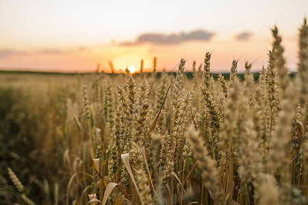 麦田 麦田里金黄的麦穗 草甸麦田成熟耳朵的背景 丰收 天然产物的农业稻草太阳阳光收成生长收获农村晴天日落面包图片