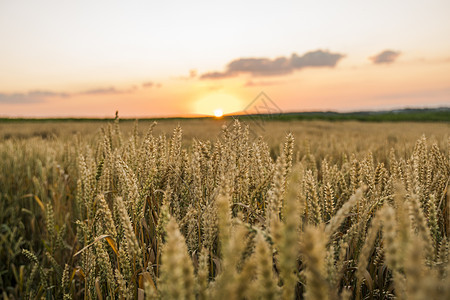 麦田 麦田里金黄的麦穗 草甸麦田成熟耳朵的背景 丰收 天然产物的农业面包阳光食物玉米日落收获太阳谷物场景粮食图片