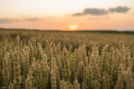 麦田 麦田里金黄的麦穗 草甸麦田成熟耳朵的背景 丰收 天然产物的农业阳光种子生长植物收成太阳晴天季节稻草金子图片