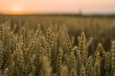 麦田 麦田里金黄的麦穗 草甸麦田成熟耳朵的背景 丰收 天然产物的农业面包日落晴天农场场地大麦粮食金子收成季节图片