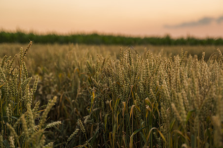 麦田 麦田里金黄的麦穗 草甸麦田成熟耳朵的背景 丰收 天然产物的农业植物玉米晴天收获谷物食物天空面包金子小麦图片