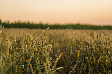 麦田 麦田里金黄的麦穗 草甸麦田成熟耳朵的背景 丰收 天然产物的农业食物收获植物生长日落场景种子粮食谷物太阳图片