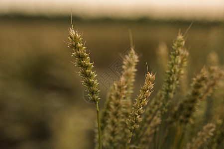 麦田 麦田里金黄的麦穗 草甸麦田成熟耳朵的背景 丰收 天然产物的农业玉米植物农场收获生长收成农村大麦小麦场地图片