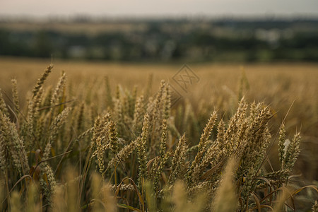 麦田 麦田里金黄的麦穗 草甸麦田成熟耳朵的背景 丰收 天然产物的农业天空收获植物农田季节种子太阳农村场景生长图片