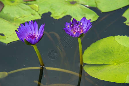 池塘里有美丽的水或莲花花叶子温泉花束树叶热带百合公园花瓣蓝色植物群图片