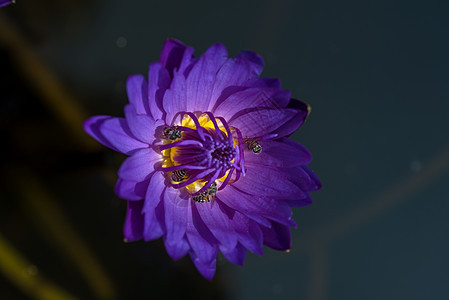 蜜蜂从美丽的紫色睡莲或莲花中采集花蜜 蜜蜂和花的宏观图片热带冥想植物世界池塘昆虫百合植物学叶子荷花图片