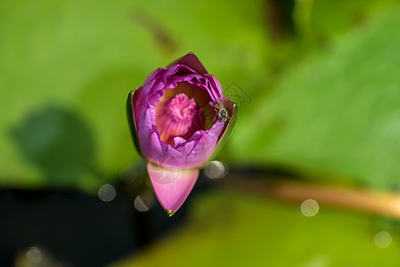 池塘里有美丽的水或莲花花百合温泉蓝色植物树叶花园世界冥想公园荷花图片