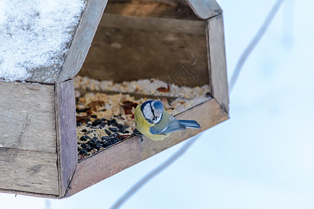 冬天的森林鸟类在饲料附近栖息花园鸣禽动物群山雀蓝色羽毛翅膀野生动物种子树林图片