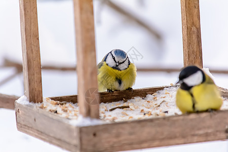 冬天的森林鸟类在饲料附近栖息蓝色公园鸣禽荒野翅膀山雀羽毛树林季节野生动物图片