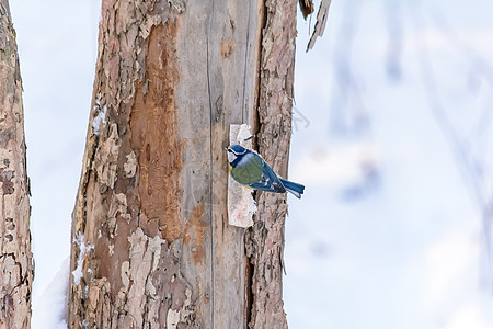 冬天的森林鸟类在饲料附近栖息木头山雀羽毛鸣禽动物群野生动物树林食物环境花园图片