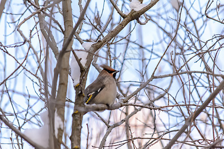 冬天的森林鸟类在饲料附近栖息哨子树林季节羽毛花园衬套荒野动物群野生动物鸣禽图片