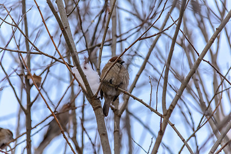 冬天的森林鸟类在饲料附近栖息野生动物太阳树林晴天公园翅膀花园季节阳光木头图片