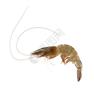 白底孤立于白色背景的鲜虾或虾美食老虎脊椎动物甲壳鱼片饮食寿司小路海洋龙虾图片