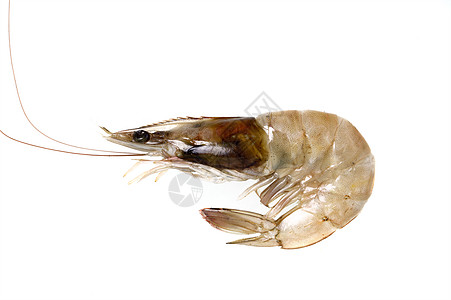 龙虾寿司白底孤立于白色背景的鲜虾或虾食物甲壳老虎寿司脊椎动物鱼片美食农场海鲜动物背景