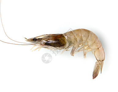 白底孤立于白色背景的鲜虾或虾老虎龙虾食物甲壳服务寿司农场鱼片对虾饮食图片