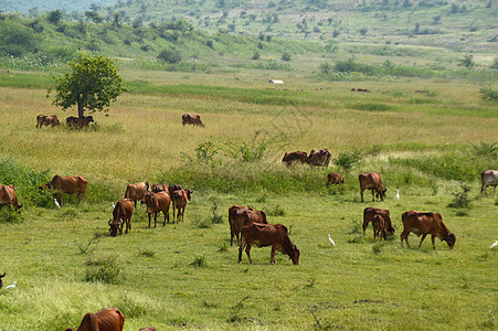 母牛和公牛在茂密的草地上吃草农村草原植物牛奶蓝色环境哺乳动物温室场地动物图片