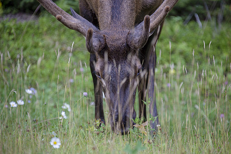 加拿大野牛公园荒野野生动物男性哺乳动物鹿角动物图片