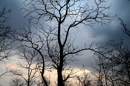 日落时有树木的环形景观 后光景色植物场景场地天空公园蓝色气候生活木头森林图片
