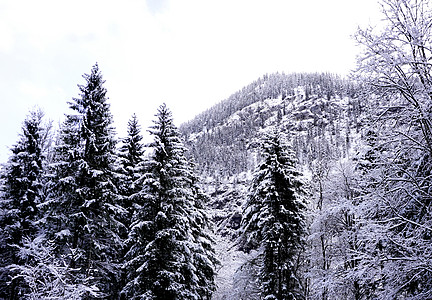 哈尔施塔特冬季雪山景观高地山谷的松林在雪天通往奥地利哈尔施塔特老盐矿图片