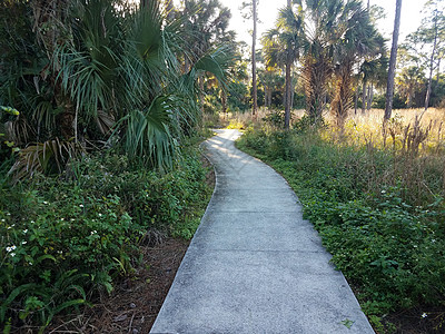 水泥道路或小路 绿色植物和树木杂草植物群踪迹植物弯曲人行道绿色图片