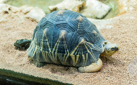 马达加斯加南部的散热乌龟 地方性海龟热带异国运动甲壳情调濒危动物干旱耐力动物群图片