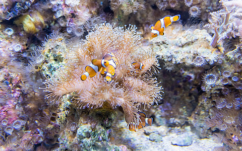 在水族馆环境内特写小丑鱼珊瑚小丑荒野热带野生动物游泳橙子海景动物旅行图片