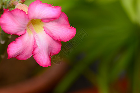 花岗岩背景 热带花朵粉红色的近距离 绿色的沙漠生长植物植物群叶子公园生物学玫瑰花园温泉植物学图片
