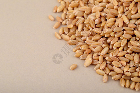 背面的热量小麦谷 特写生活收成金子植物面包谷物粮食播种生长宏观图片