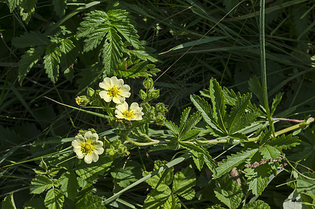 洛津山角上的小黄色花朵 小小黄花 在Lozen山图片