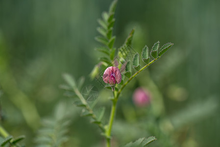 在农场田里种着青绿小植物的鸡豆花公克树叶生长收成蔬菜营养种子饮食豆类生产图片