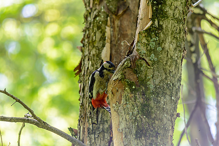 在温暖的夏天 林鸟在森林中的生活树林森林公园阳光羽毛太阳晴天啄木鸟昆虫野生动物图片