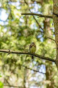在温暖的夏天 林鸟在森林中的生活翅膀季节动物群猫鸟衬套太阳花园阳光植物群羽毛图片