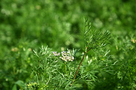 特写农场田里的植物上的Coriander鲜花香料饮食香菜种子花园蔬菜叶子栽培芫荽土地图片