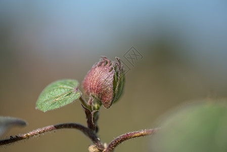 棉花田 特写棉球和花朵农场纺织品柔软度经济植物棉布纤维收成种植园枝条图片