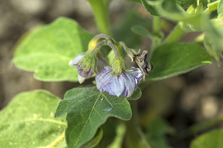 种植茄子或园里的白银花园食物饮食培育园艺生长紫色农场草本植物厨房图片