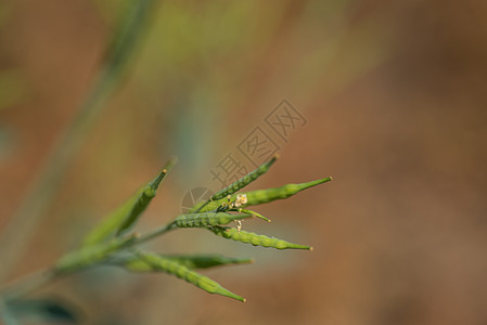 种植在农业农场的绿芥子罐场景季节花园果皮油菜籽芸苔植物叶子种子豆类图片