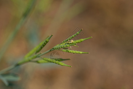 种植在农业农场的绿芥子罐种子植物群叶子食物果皮花园芥子油菜籽豆荚荒野图片