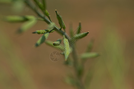 种植在农业农场的绿芥子罐植物叶子花园季节果皮种子油菜豆荚场景植物群图片