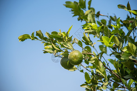花园的橙树 特写橘子农场一棵树上挂着的橙子收成假期生态环境植物群食物果汁生长柠檬叶子图片