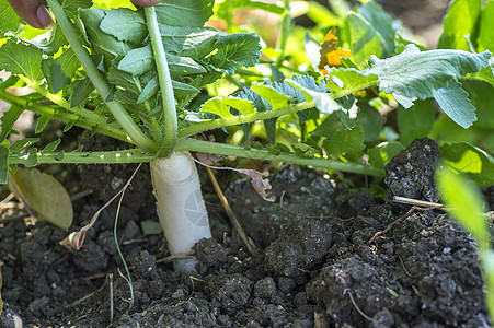 Radish在农场种植花园土地食物白萝卜生产萝卜叶子收成农民饮食图片