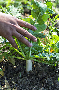 Radish在农场种植叶子场地蔬菜美食文化村庄土地萝卜收成营养图片