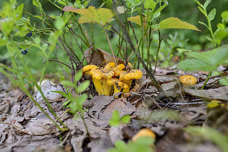 黄蘑菇家族在一片树叶的森林里图片