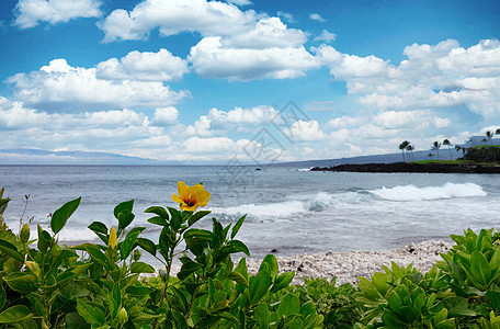 海洋和海滩边的野生鲜花风景旅游天堂海景旅行热带植物图片