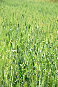 有机农场田绿小麦农村季节植物草地食物生长种子环境谷物农田图片