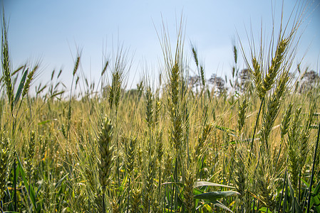 有机农场田绿小麦食物培育谷物草地种子生长农田天气季节面包图片