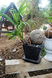 邦赛低树刺柏椰子盆景冥想园艺花园手工工艺陈列柜展示图片