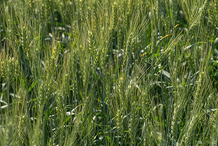 有机农场田绿小麦天气植物环境生长食物天空培育季节种子草地图片