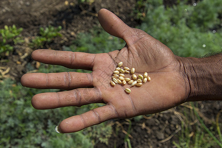 手紧的农民手上握着小麦营养草地环境核心耳朵场地手臂大麦国家谷物图片